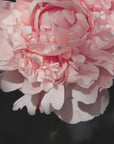 Plakat - Blush peony V