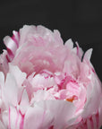 Plakat - Pink peony VIII