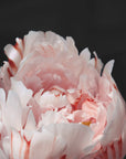 Poster - Blush peony VIII