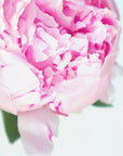 Poster - Pink peony VII