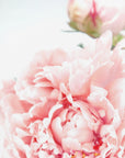 Plakat - Blush peony IX