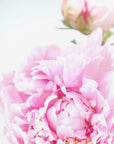 Plakat - Pink peony IX