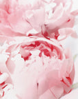 Poster - Blush peony X