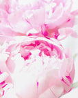 Plakat - Pink peony X