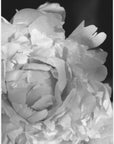 Plakat - Enjoy the little things peony BW