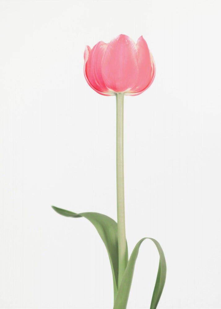 Plakat - Pink tulip