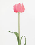 Plakat - Pink tulip