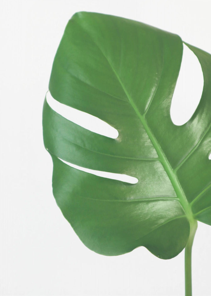 Plakat - Bright green monstera leaf