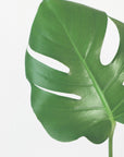 Plakat - Bright green monstera leaf