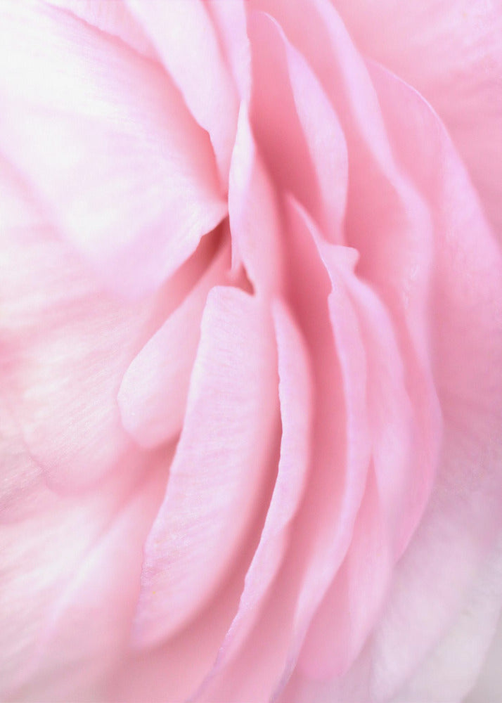 Plakat - Soft pink petals