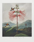 Plakat - Large–Flowering Sensitive Plant from The Temple of Flora (1807)