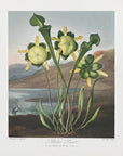 Plakat - Pitcher Plant from The Temple of Flora (1807)