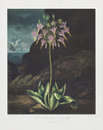 Plakat - The American Cowslip from The Temple of Flora (1807)