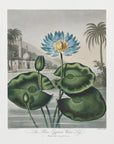 Plakat - The Blue Egyptian Water-Lily from The Temple of Flora (1807)