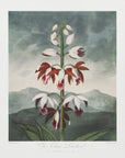 Plakat - The Chinese Limodoron from The Temple of Flora (1807)