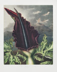 Plakat - The Dragon Arum from The Temple of Flora (1807)