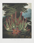 Plakat - The Maggot–Bearing Stapelia from The Temple of Flora (1807)