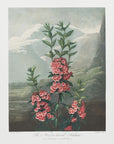 Plakat - The Narrow–Leaved Kalmia from The Temple of Flora (1807)