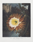 Plakat - The Night–Blowing Cereus from The Temple of Flora (1807)