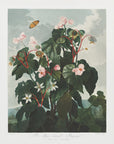 Plakat - The Oblique–Leaved Begonia from The Temple of Flora (1807)