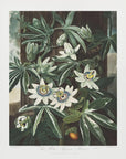 Plakat - The Passiflora Cerulea from The Temple of Flora (1807)