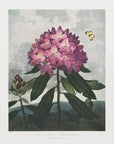 Plakat - The Pontic Rhododendron from The Temple of Flora (1807)