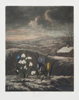 Plakat - The Snowdrops from The Temple of Flora (1807)