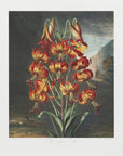 Plakat - The Superb Lily from The Temple of Flora (1807)