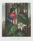 Plakat - The Winged Passion-Flower from The Temple of Flora (1807)