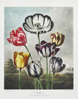 Plakat - Tulips from The Temple of Flora (1807)