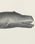 Poster - Whale Ii Tight Crop Handcolored Sealife Lithograph 1824