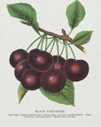 Plakat - Black Tartarian Cherry Lithograph