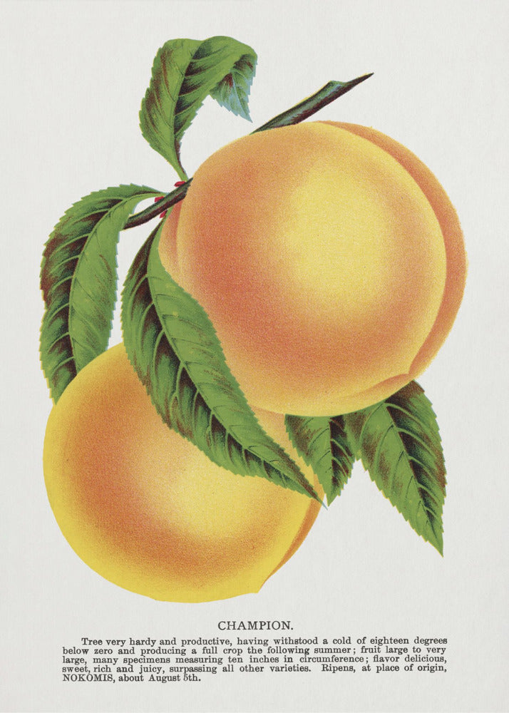 Plakat - Champion Plum Lithograph