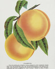 Plakat - Champion Plum Lithograph