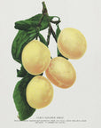 Plakat - Coe's Golden Drop Plum Lithograph