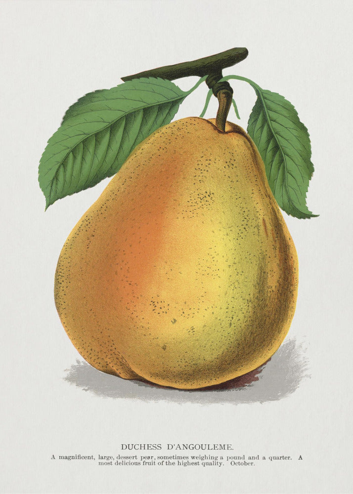 Plakat - Duchess D&#39;angouleme Pear Lithograph