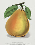 Plakat - Duchess D'angouleme Pear Lithograph