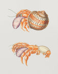 Plakat - Diogenes Crab