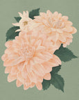 Plakat - Pink Dahlias