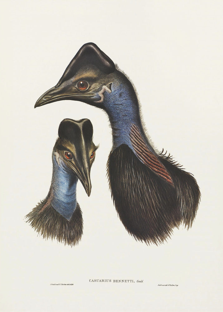 Poster - Bennett&#39;s Cassowary Blue