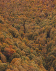 Plakat - Autumn Forest 03