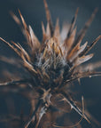 Plakat - Thistle 02