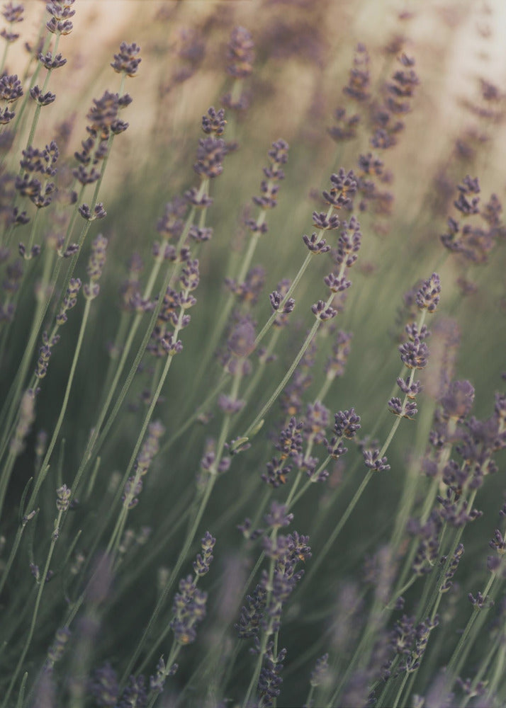 Plakat - Lavender