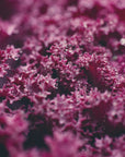 Poster - Pink Flowers 47