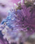 Plakat - Purple Flowers 08