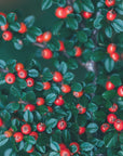 Plakat - Red Berries 03